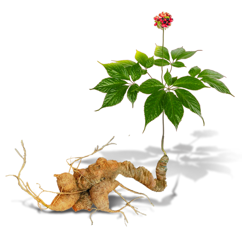 ginseng